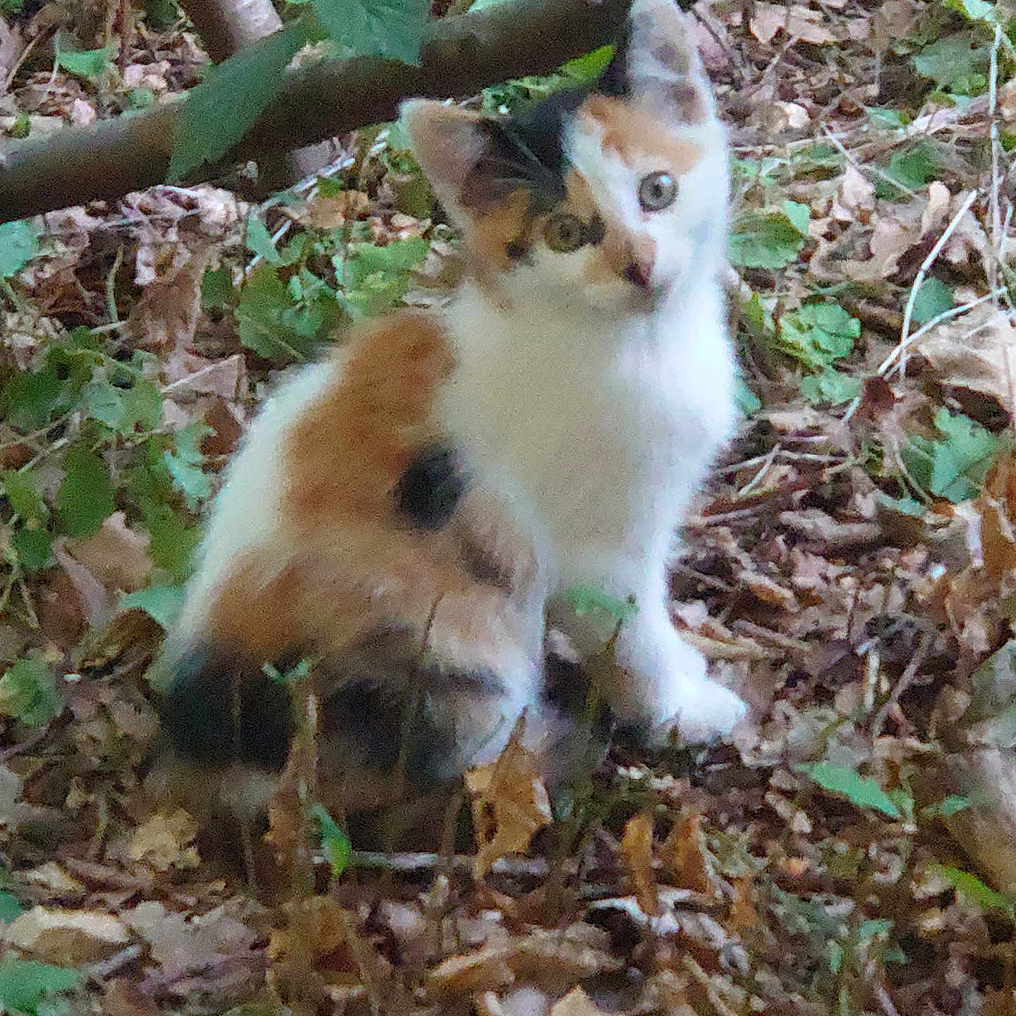 Hablet And a rejoint le concours — aidez-le/la à gagner de superbes lots ! animal, black, brown, calico, cat, curious, eyes, feline, forest_floor, greenery, kitten, leaves, nature, outdoor, sitting, small, tilted_head, white, wildlife, young_animal