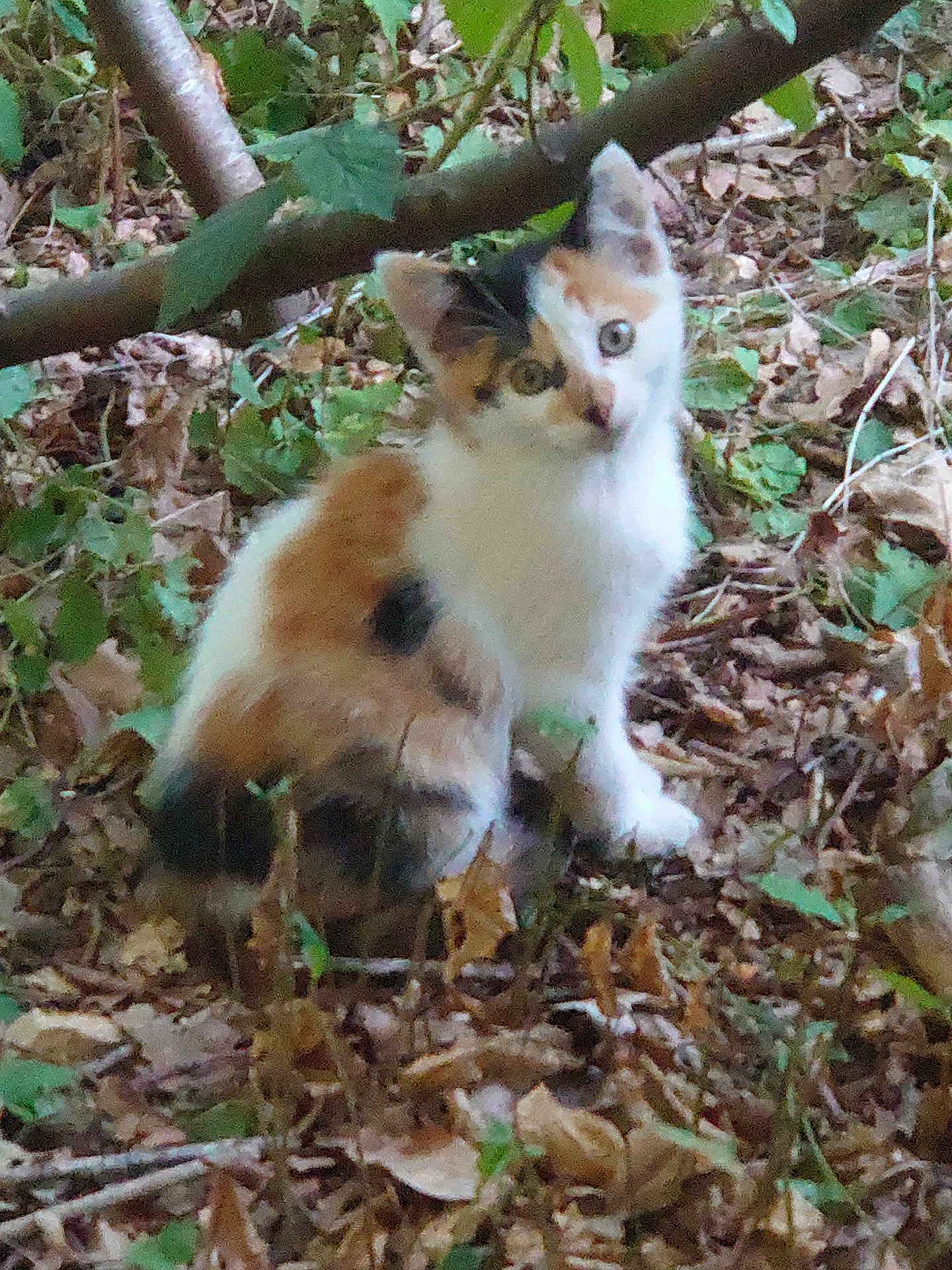 Hablet And a rejoint le concours — aidez-le/la à gagner de superbes lots ! kitten, calico, cat, forest_floor, leaves, greenery, nature, outdoor, animal, wildlife, young_animal, curious, feline, brown, white, black, small, sitting, tilted_head, eyes