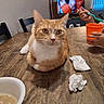 animal, bowl, cat, dining_table, food, home, human_hand, indoors, kitchen, orange_cat, orange_cup, pet, portrait, sitting, tabby, television, tissues, white_chest, window, wooden_table