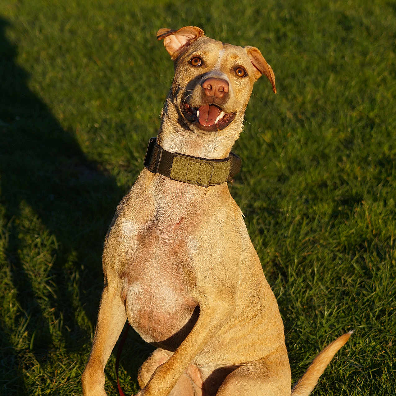 Idk joined the competition — help win amazing prizes! dog, tan_dog, collar, grass, outdoor, sunlight, playful, pet, animal, happy, mammal, canine, sitting, ears, mouth_open, leash, nature, daylight, shadow, field