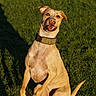 animal, canine, collar, daylight, dog, ears, field, grass, happy, leash, mammal, mouth_open, nature, outdoor, pet, playful, shadow, sitting, sunlight, tan_dog