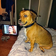 Luna joined the competition — help win amazing prizes! dog, bed, blanket, television, stuffed_animal, wooden_floor, door, clothing, collar, indoor, person_on_tv, brown_dog, furniture, expression, animal, sitting, room, wall, toy, home