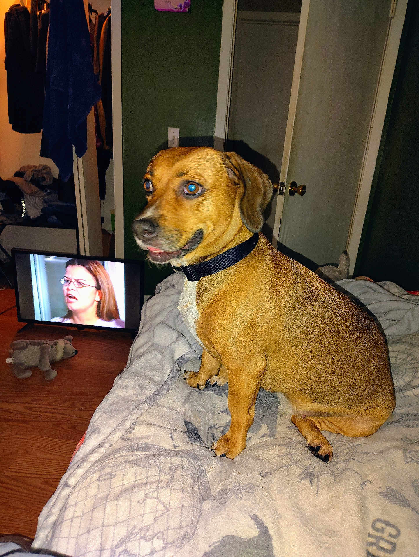 Luna joined the competition — help win amazing prizes! dog, bed, blanket, television, stuffed_animal, wooden_floor, door, clothing, collar, indoor, person_on_tv, brown_dog, furniture, expression, animal, sitting, room, wall, toy, home