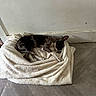 Smoky Grey joined the competition — help win amazing prizes! dog, sleeping, blanket, floor, tile, resting, indoor, pet, canine, cozy, quiet, nap, fur, black, gray, white, wall, home, relax, comfort