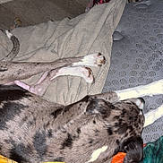 Smoky Grey is registered to the contest to win money with this photo: dog, spotted_dog, blanket, mattress, resting, indoor, floor, paw, sleeping, cozy, canine, fur, relaxed, animal, pet, comfort, colorful_blanket, home, quiet, laying_down