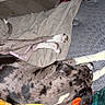 dog, spotted_dog, blanket, mattress, resting, indoor, floor, paw, sleeping, cozy, canine, fur, relaxed, animal, pet, comfort, colorful_blanket, home, quiet, laying_down
