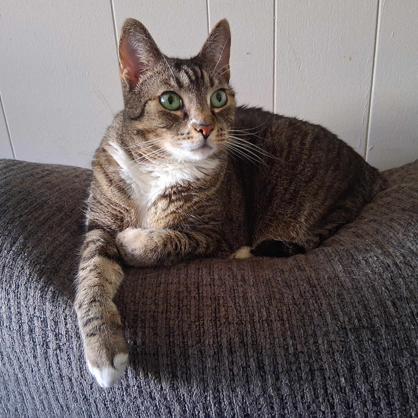Tigress