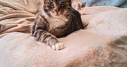 Tigress joined the competition — help win amazing prizes! cat, tabby_cat, pet, animal, feline, portrait, close_up, whiskers, green_eyes, striped_fur, white_chest, paws, ears, lying_down, bed, blanket, cozy, indoors, window, soft_lighting