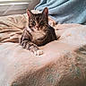 cat, tabby_cat, pet, animal, feline, portrait, close_up, whiskers, green_eyes, striped_fur, white_chest, paws, ears, lying_down, bed, blanket, cozy, indoors, window, soft_lighting