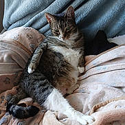 Tigress is registered to the contest to win money with this photo: cat, tabby_cat, white_chest, white_paws, pet, animal, indoors, bed, blanket, plush, cozy, lounging, sitting, relaxed, portrait, green_eyes, whiskers, striped_fur, bedding, home