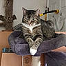 Tigress is registered to the contest to win money with this photo: cat, tabby_cat, pet, animal, feline, portrait, sitting, lounging, crossed_paws, green_eyes, striped_fur, white_paws, cat_tree, scratching_post, cat_bed, hanging_toy, indoor, living_room, cardboard_box, door