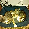Tigress joined the competition — help win amazing prizes! cats, kitten, tabby, pets, sleeping, lying_down, cuddling, animal, feline, pet_bed, blue_bed, indoor, home, carpet, relaxed, cozy, fur, whiskers, paws, cables