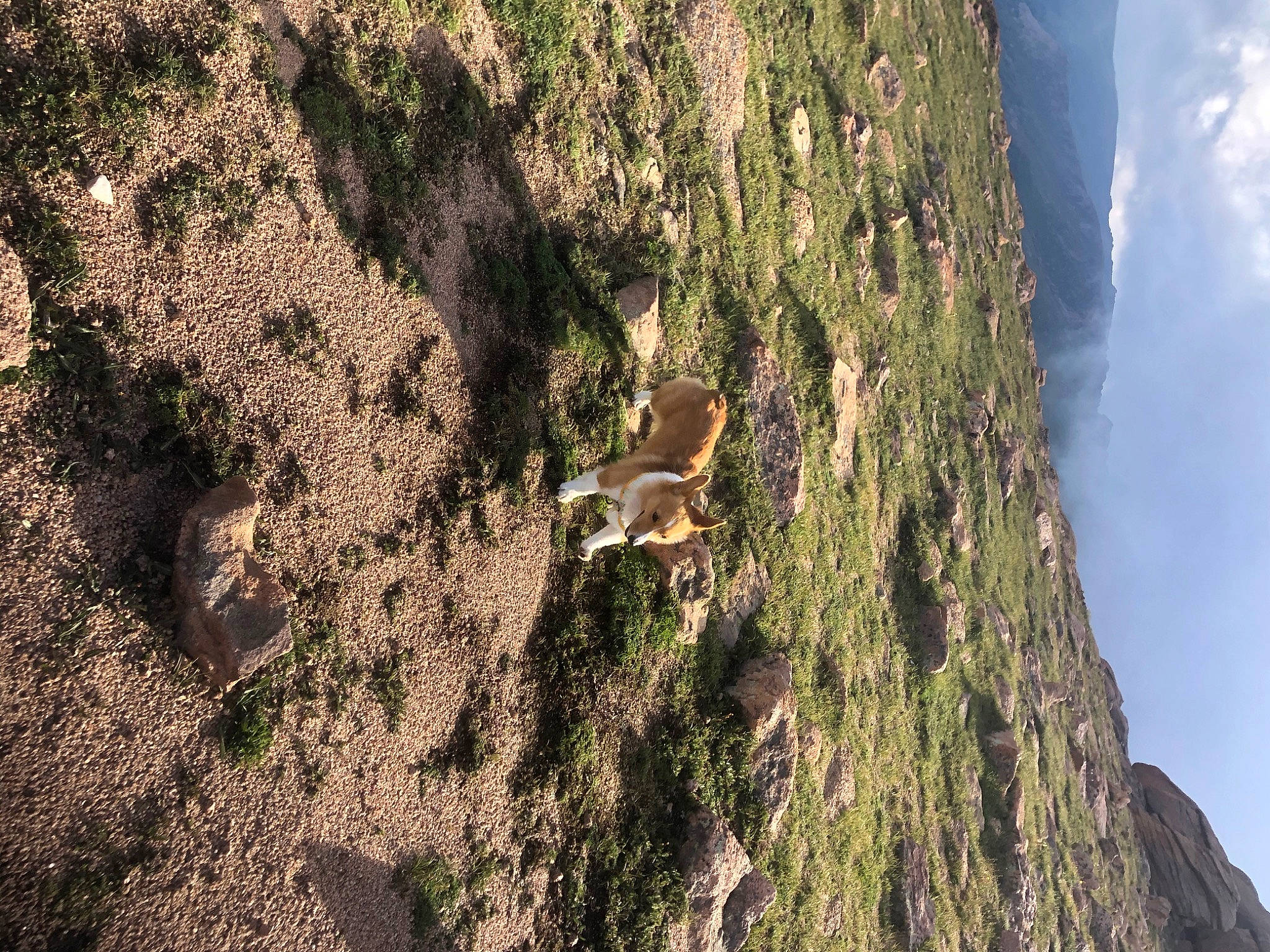 Lemon joined the competition — help win amazing prizes! bedrock, branch, cloud, forest, formation, geological_phenomenon, geology, grass, landscape, mountain, organism, outcrop, plant, sky, sunlight, terrain, tree, trunk, vegetation, wood