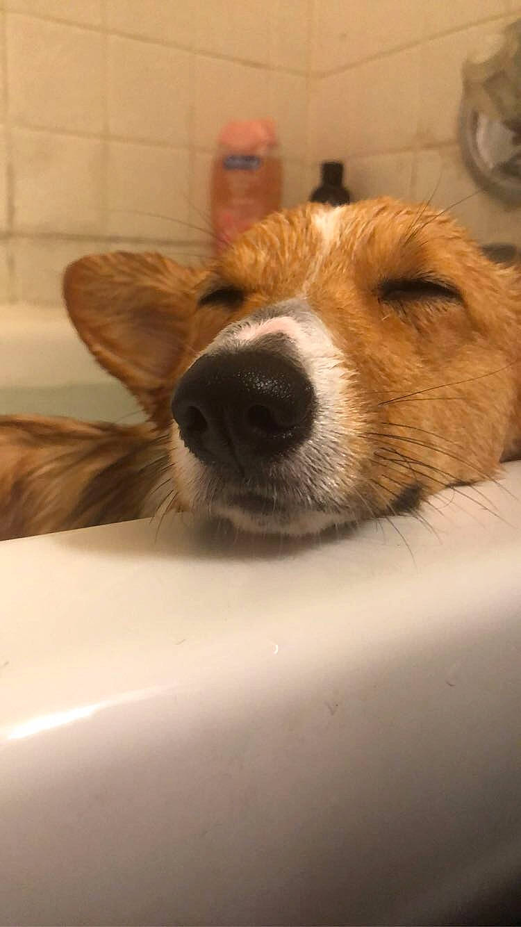 Lemon is registered to the contest to win money with this photo: bathtub, canidae, carnivore, comfort, companion_dog, dog, dog_breed, ear, fawn, fur, liver, puppy, small_terrier, sporting_group, terrestrial_animal, terrier, whiskers, wood, working_animal