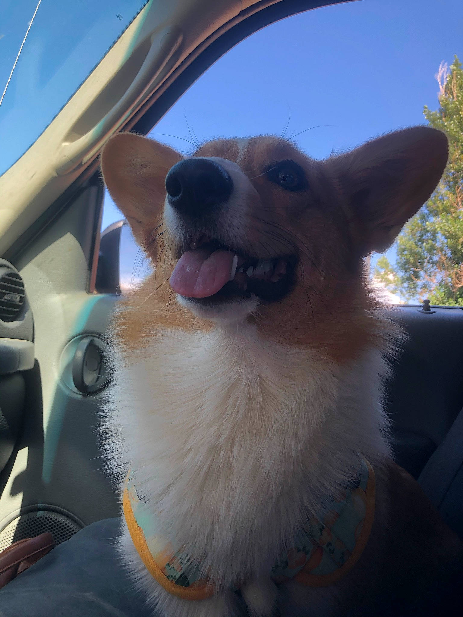 Lemon is registered to the contest to win money with this photo: automotive_mirror, canidae, carnivore, collar, companion_dog, dog, dog_breed, dog_collar, eyewear, fawn, foot, goggles, mammal, sky, snout, sporting_group, vehicle_door, vertebrate, whiskers, windshield