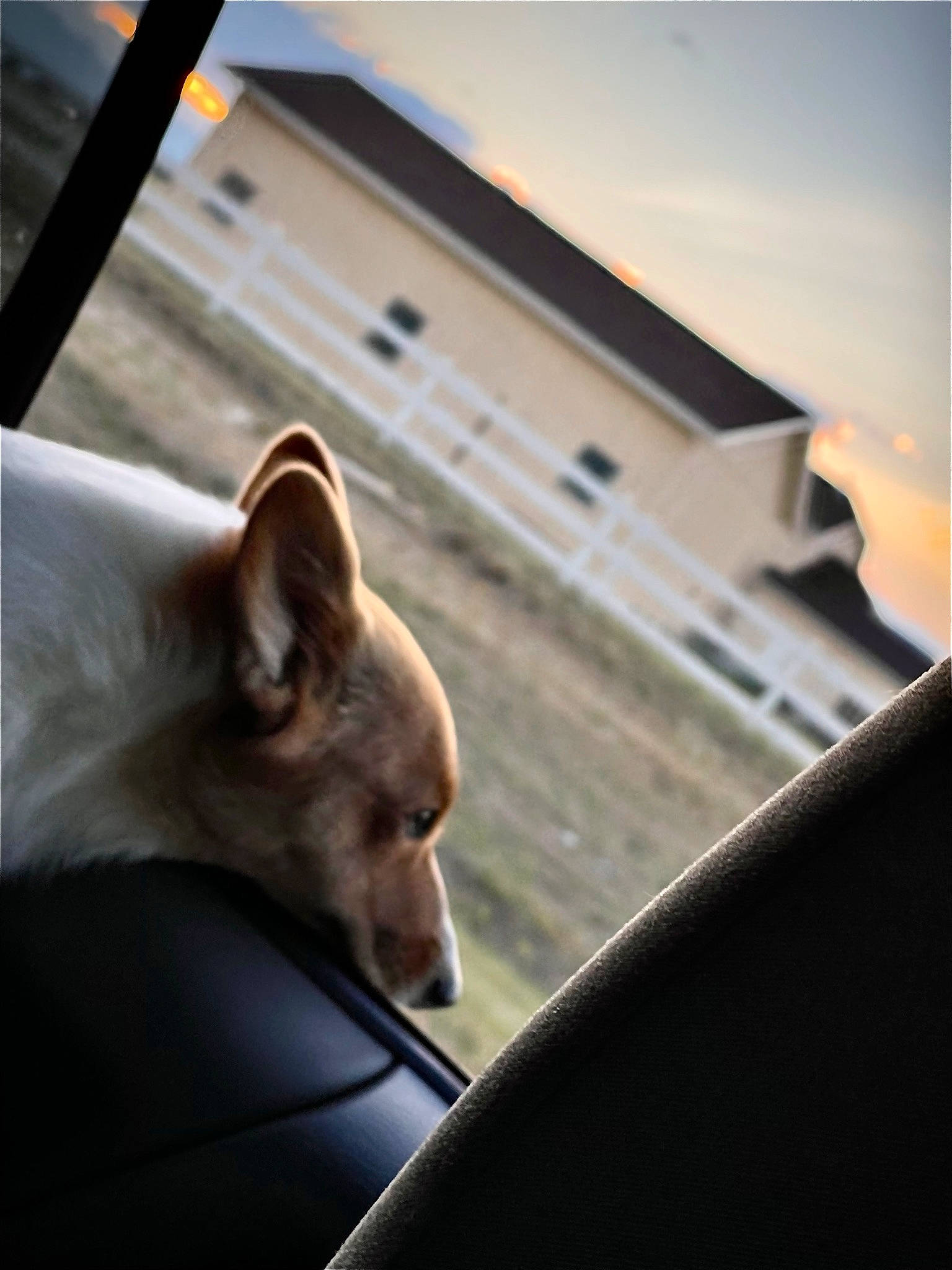 Lemon is registered to the contest to win money with this photo: automotive_exterior, automotive_mirror, canidae, carnivore, comfort, companion_dog, dog, dog_breed, fawn, felidae, personal_luxury_car, sky, snout, sporting_group, tints_and_shades, vehicle, whiskers, window, windshield, wood