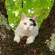Guismo a rejoint le concours — aidez-le/la à gagner de superbes lots ! cat, animal, white_cat, black_spot, tree, moss, green_leaves, nature, outdoor, pet, wildlife, closeup, fur, whiskers, curious, relaxed, branch, daylight, forest, resting