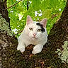 cat, animal, white_cat, black_spot, tree, moss, green_leaves, nature, outdoor, pet, wildlife, closeup, fur, whiskers, curious, relaxed, branch, daylight, forest, resting