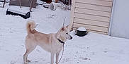 Prairie joined the competition — help win amazing prizes! animal, brown, building, cold, collar, container, dog, fence, frozen, grass, leash, outdoor, pet, plastic, sideview, snow, standing, white, winter, yard