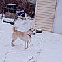 animal, brown, building, cold, collar, container, dog, fence, frozen, grass, leash, outdoor, pet, plastic, sideview, snow, standing, white, winter, yard