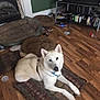 Prairie is registered to the contest to win money with this photo: books, canine, dog, domestic_animal, dvds, fireplace, floor, furniture, home, household_items, indoor, living_room, lying_down, pet, pet_bed, relaxed, rug, tv_stand, white_dog, wooden_floor