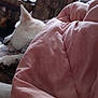 Prairie joined the competition — help win amazing prizes! blanket, casual, comfort, couch, cozy, curtains, dog, feet, furniture, home, indoor, laptop, living_room, pajamas, patterned_cushion, person, red_curtains, relaxing, resting, white_dog