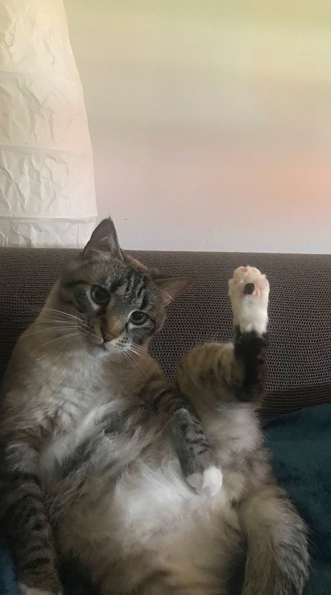 Clémentine a rejoint le concours — aidez-le/la à gagner de superbes lots ! british_longhair, carnivore, cat, claw, domestic_short_haired_cat, felidae, flightless_bird, freezing, fur, grey, maine_coon, paw, small_to_medium_sized_cats, tail, terrestrial_animal, whiskers, window, winter