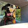 Roxie joined the competition — help win amazing prizes! dog, canine, pet, car, vehicle_interior, window, sunlight, collar, tongue_out, happy, brown_and_black, fur, ears, nose, seat, daylight, outdoor_view, smiling, close_up, leash