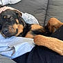 Roxie joined the competition — help win amazing prizes! dog, sleeping, pet, lap, human_hand, cozy, couch, black_and_tan, fur, relaxed, indoors, comfort, resting, casual_clothing, close_up, animal, companionship, snuggled, paw, friendship