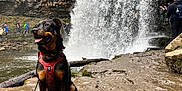 Roxie is registered to the contest to win money with this photo: dog, waterfall, muddy_rock, harness, outdoor, nature, river, hiker, forest, adventure, wildlife, animal, water, rock, landscape, travel, exploration, canine, wet, scenic