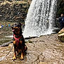 dog, waterfall, muddy_rock, harness, outdoor, nature, river, hiker, forest, adventure, wildlife, animal, water, rock, landscape, travel, exploration, canine, wet, scenic