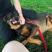 Roxie is registered to the contest to win money with this photo: dog, leash, grass, person, hand, black_clothing, outdoor, petting, happy_dog, canine, playing, resting, nature, animal, red_leash, summer, friendship, companionship, relaxation, casual