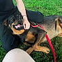 dog, leash, grass, person, hand, black_clothing, outdoor, petting, happy_dog, canine, playing, resting, nature, animal, red_leash, summer, friendship, companionship, relaxation, casual