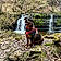 Roxie