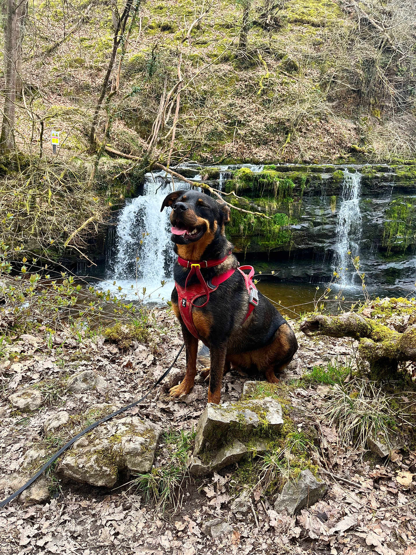 Roxie joined the competition — help win amazing prizes! dog, red_harness, waterfall, rocks, forest, moss, leaves, nature, outdoor, smiling_dog, canine, tree, stream, wildlife, happy, sitting, landscape, scenic, water, trails