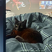 Kitty joined the competition — help win amazing prizes! animal, bed, black_cat, blanket, cat, comfort, cozy, curious, cute, domestic_animal, feline, fur, home, indoor, pet, plaid, relaxed, resting, sleepy, soft