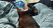 Kitty joined the competition — help win amazing prizes! animal, bed, black_cat, blanket, cat, cozy, domestic_cat, fireplace, fur, furniture, home, indoor, mouth_open, pet, plaid, relaxation, resting, sleepy, whiskers, yawning