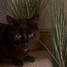 animal, black_cat, carpet, cat, closeup, cozy, crouching, domestic, feline, greenery, home, indoor, mystery, pet, plant, quiet, quiet_moment, shadow, still_life, yellow_eyes