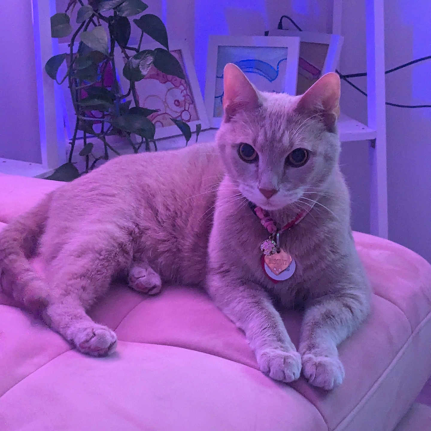 Biscuit joined the competition — help win amazing prizes! animal, art, cat, collar, couch, cute, decor, ears, furniture, home, indoor, paws, pet, plant, portrait, purple_lighting, relaxed, shelf, tag, whiskers