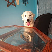 Toby joined the competition — help win amazing prizes! animal, blue_wall, chair, cute, decor, dog, furniture, glass_table, happy, house, indoor, pet, reflection, room, sitting, star, table, tongue_out, white_dog, wooden_table
