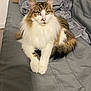 abyssinian, animal, bed, blanket, cat, furniture, kitten, manx, pet, quilt