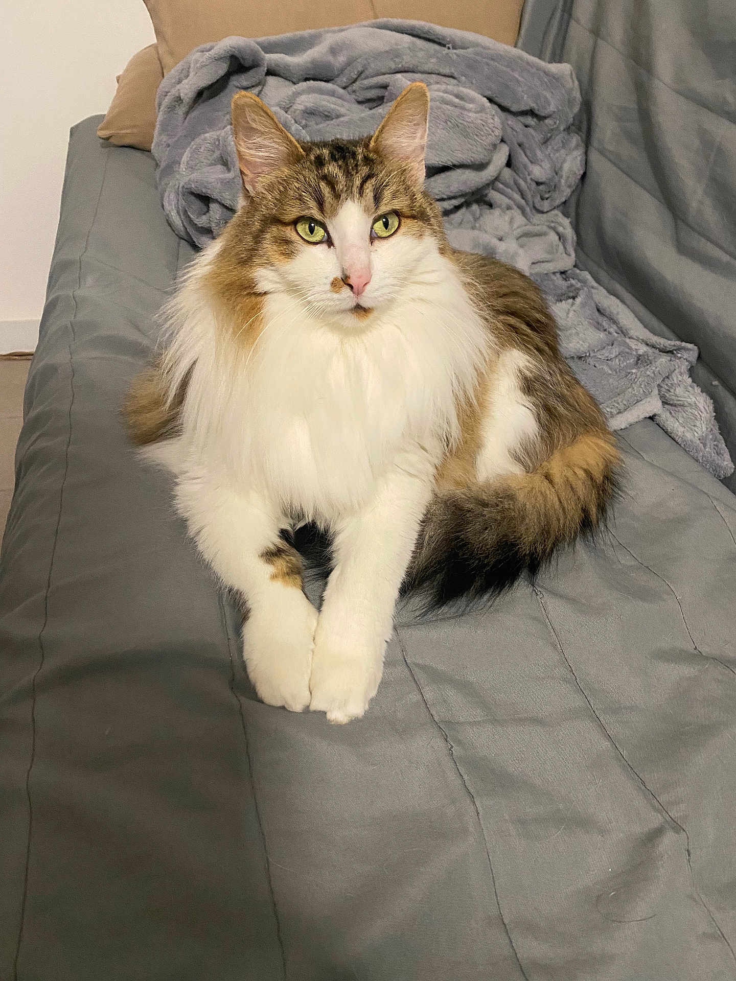 Marcel a rejoint le concours — aidez-le/la à gagner de superbes lots ! abyssinian, animal, bed, blanket, cat, furniture, kitten, manx, pet, quilt