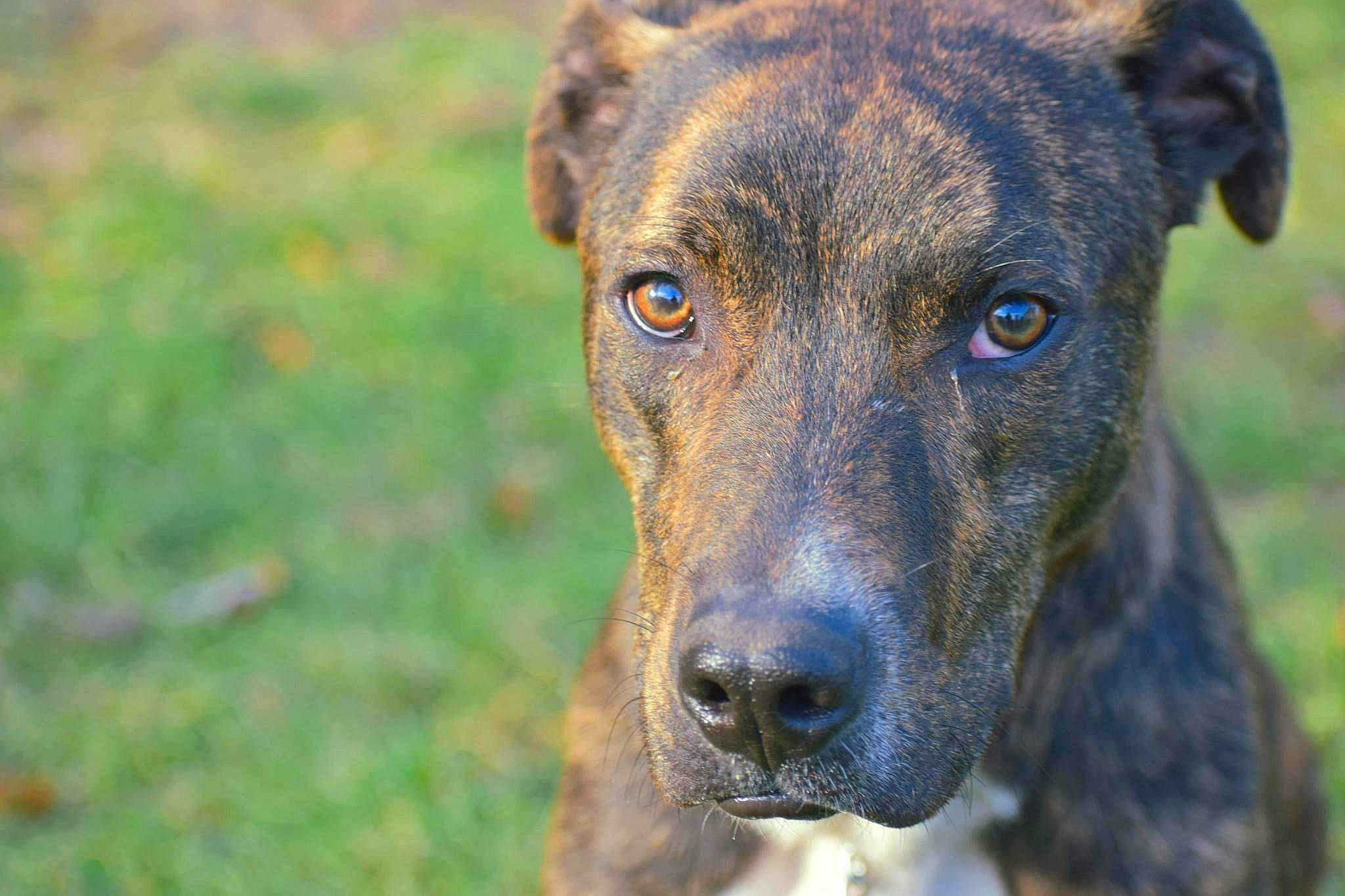 Chico joined the competition — help win amazing prizes! art, canidae, carnivore, companion_dog, dog, dog_breed, electric_blue, eye, fawn, grass, guard_dog, plant, snout, sporting_group, street_dog, terrestrial_animal, treeing_tennessee_brindle, whiskers, working_animal, working_dog