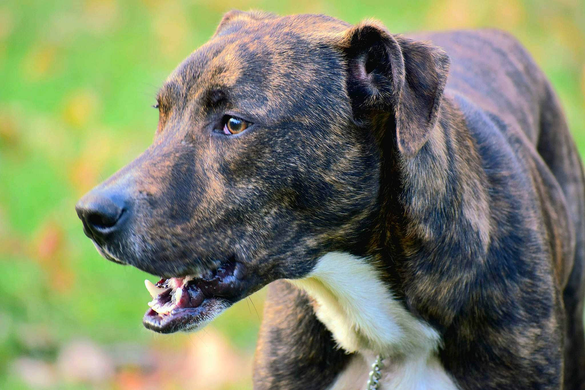 Chico is registered to the contest to win money with this photo: ancient_dog_breeds, carnivore, collar, companion_dog, dog, dog_breed, dog_collar, grass, guard_dog, herding_dog, plant, snout, terrestrial_animal, whiskers, working_animal, working_dog