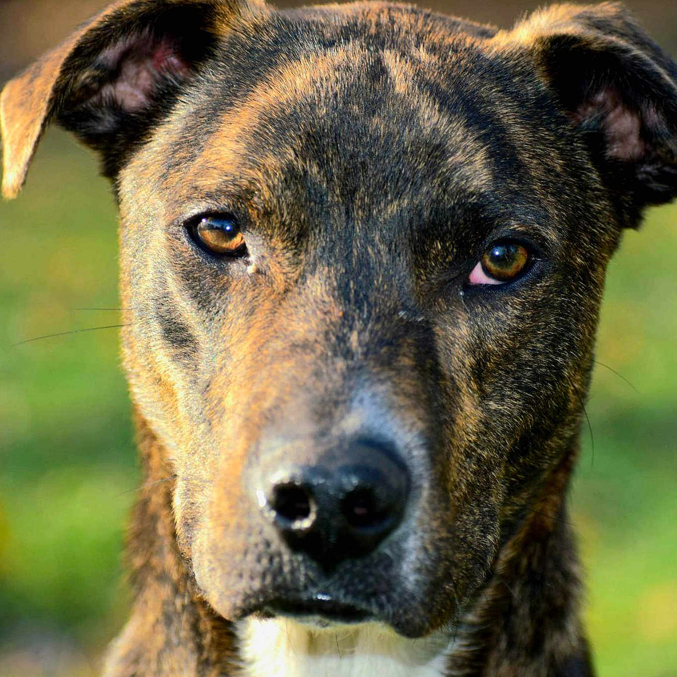 Chico