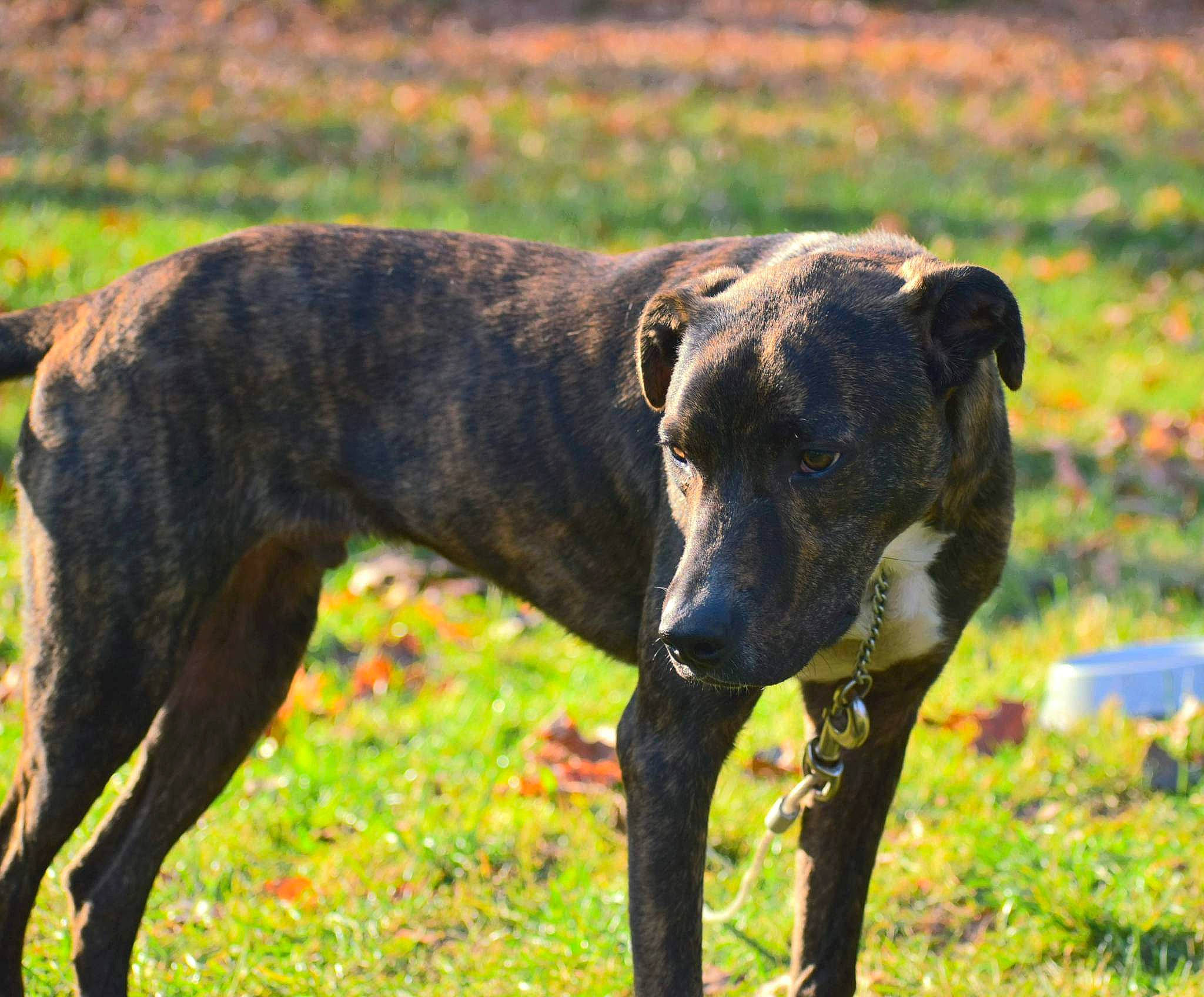 Chico is registered to the contest to win money with this photo: canidae, carnivore, companion_dog, dog, dog_breed, fawn, grass, grassland, guard_dog, hunting_dog, non_sporting_group, plant, sighthound, sporting_group, tail, terrestrial_animal, treeing_tennessee_brindle, wildlife, working_animal, working_dog