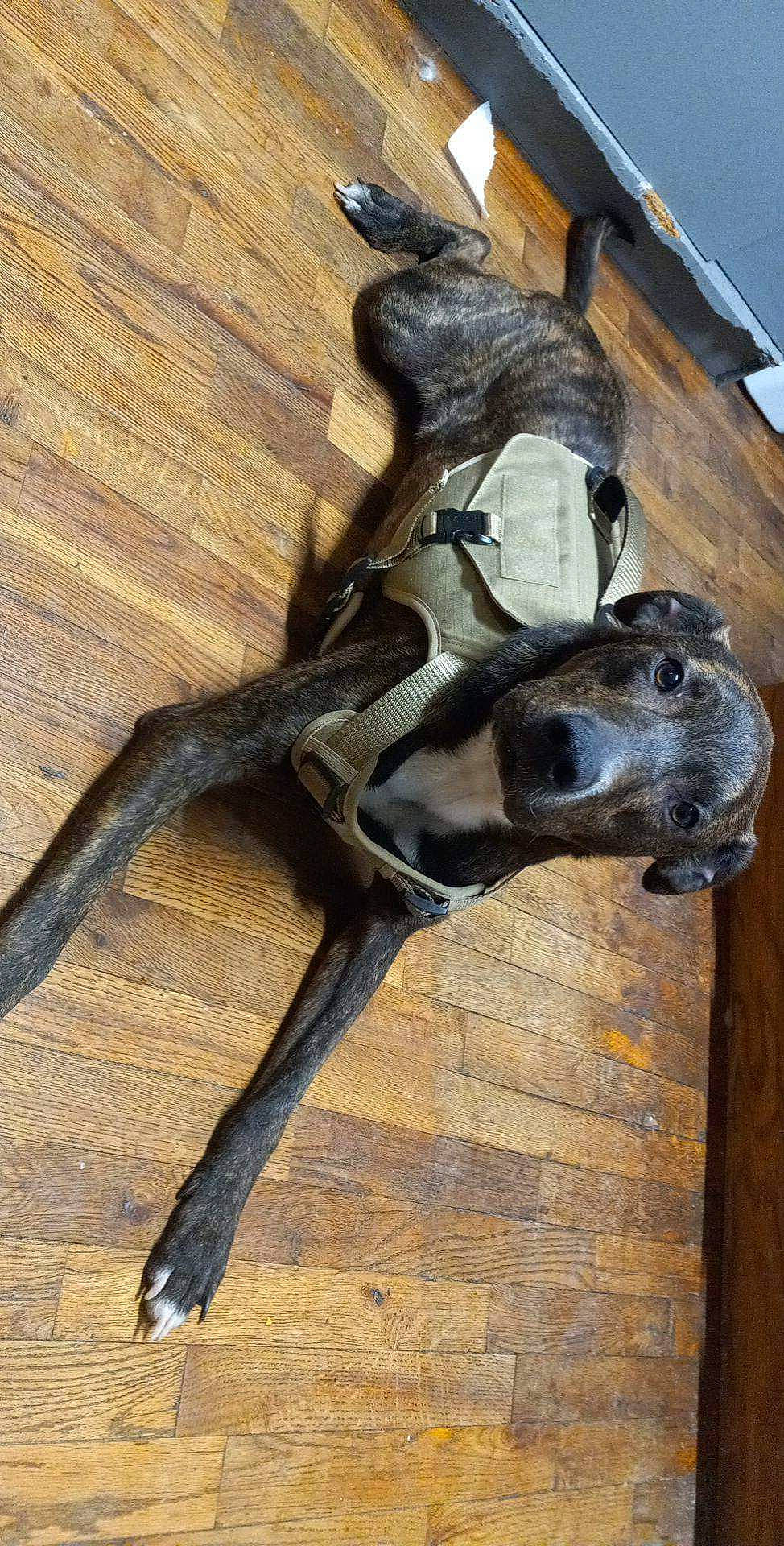 Chico is registered to the contest to win money with this photo: art, carnivore, collar, companion_dog, dog, dog_breed, dog_collar, fawn, fur, great_dane, guard_dog, hardwood, metal, pet_supply, sculpture, snout, sporting_group, terrestrial_animal, wood, working_animal