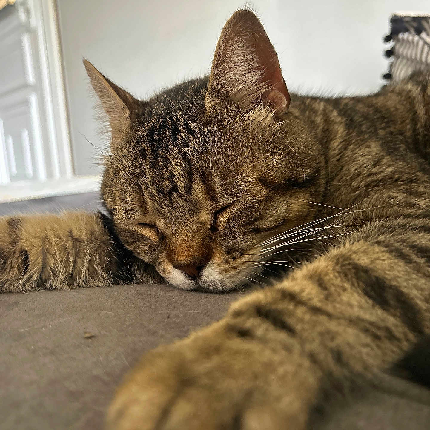 Bichoco participe au concours pour gagner de l'argent avec cette photo : abyssinian, accessories, animal, bag, cat, couch, egyptiancat, furniture, handbag, hardwood, kitten, manx, person, pet, sleeping, wood
