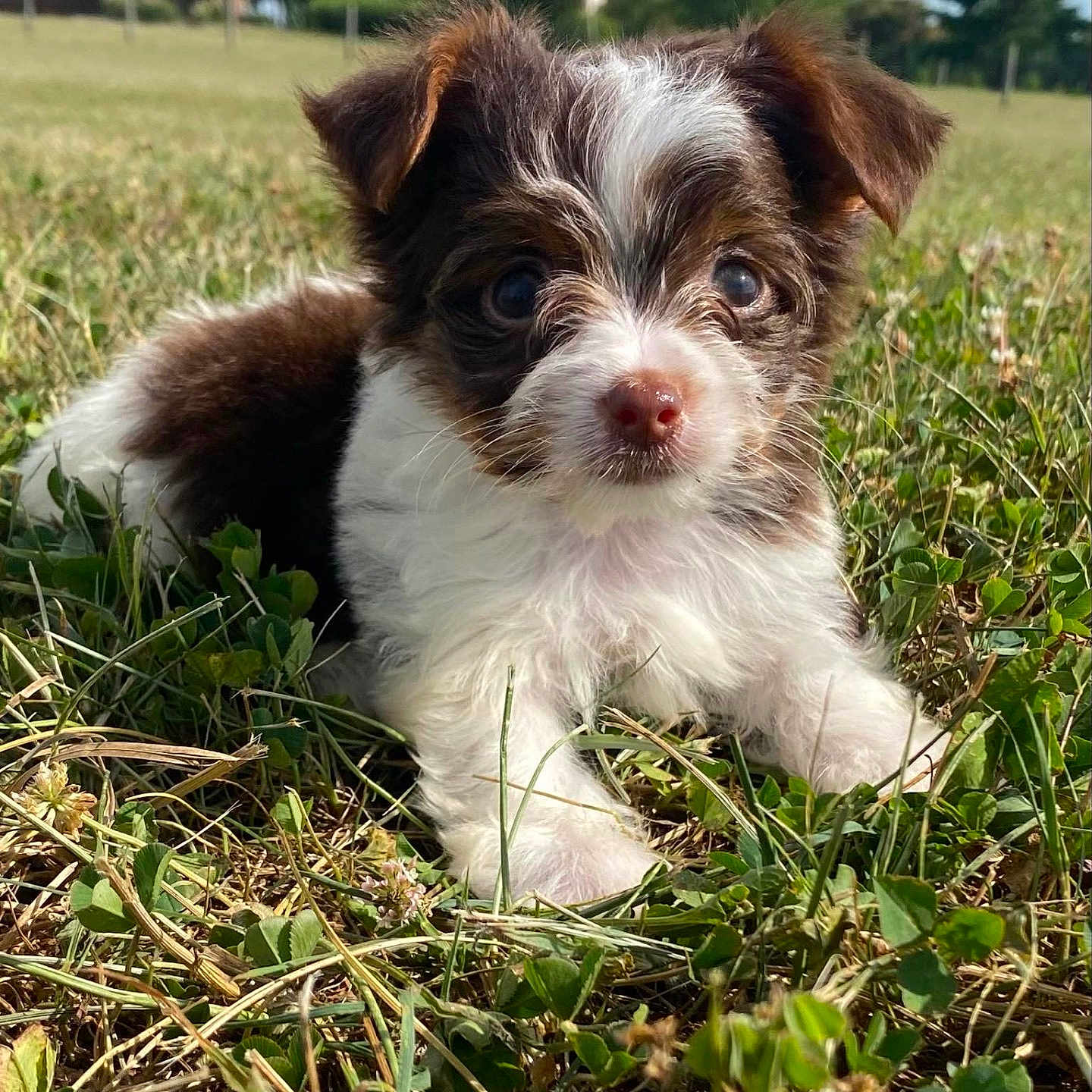George is registered to the contest to win money with this photo: animal, ball, canine, dog, field, football, grass, grassland, green, herbal, lawn, nature, outdoors, pet, plant, puppy, soccer, soccerball, sport, vegetation