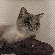 Luna participe au concours pour gagner de l'argent avec cette photo : cat, feline, pet, animal, indoor, resting, fur, whiskers, ears, paw, face, closeup, texture, brown, beige, wall, relaxation, calm, domestic, cute